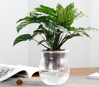 揭秘宁波北仑绿化养护，为城市添一抹绿！